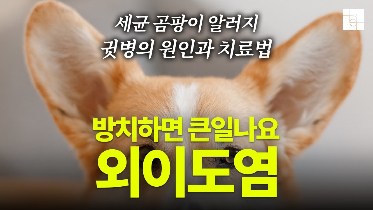 수의사와 반려동물 외이도염(외이염) 알아보기 - 증상, 원인, 치료 방법까지! 강아지, 고양이 귓병, 귀청소