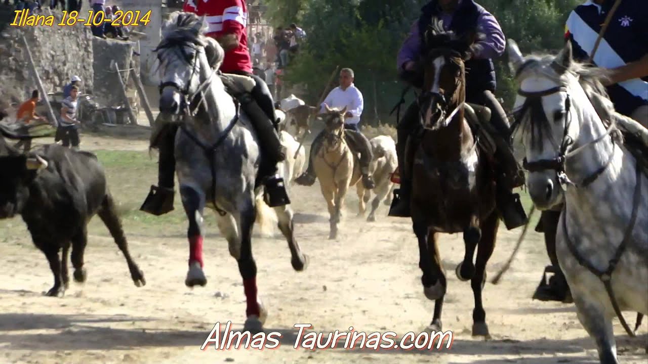 Salida de los 5 astados en Illana el 18 10 2014 camara super lenta