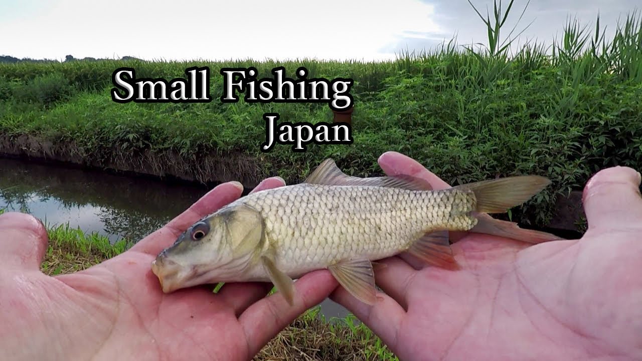 Japanese fishing 【 Micro Fishing 】 Easy Fishing! Small Carp and tiny Japanese crucian carp.