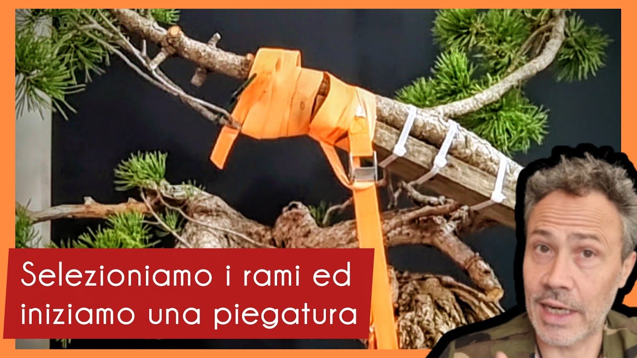 Selezioniamo i rami ed iniziamo a creare le pieghe per formare un bonsai di pino silvestre