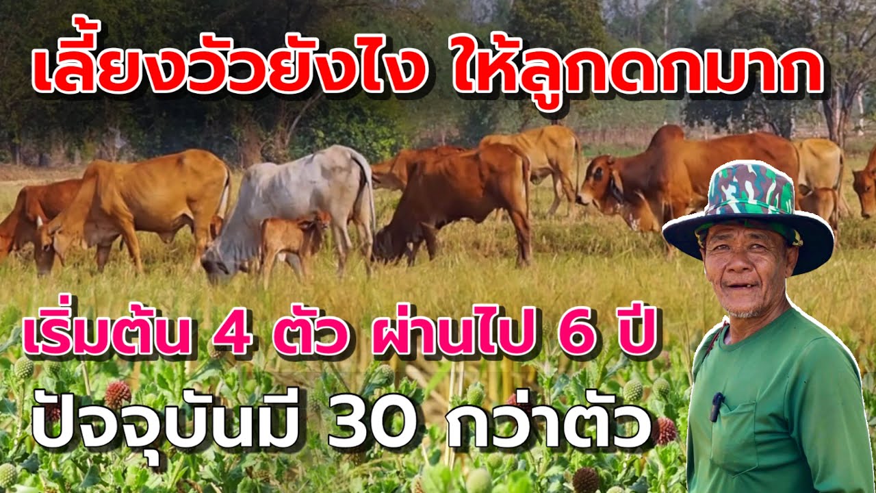 เลี้ยงวัวยังไง❓ ให้ลูกดกมาก‼️เริ่มต้น4ตัว ผ่านไป6ปี มี 30กว่าตัว | คุณลุงอุทัย อ.โกรกพระ จ.นครสวรรค์