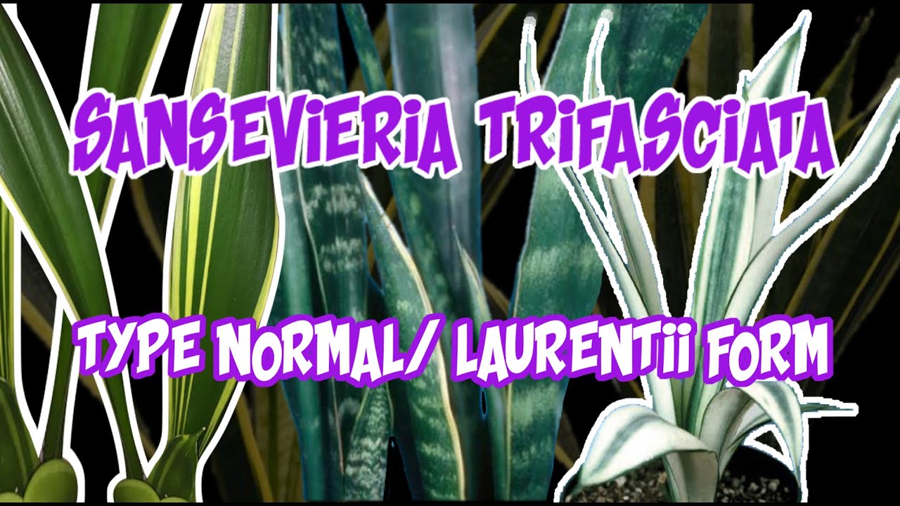 JENIS SANSEVIERIA TRIFASCIATA TYPE NORMAL/ VARIAN LAURENTII