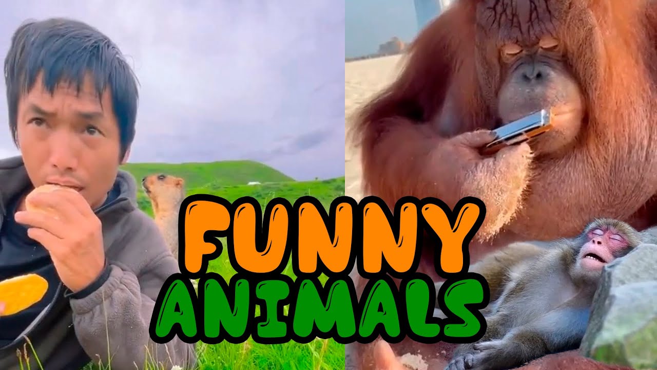 Compilation of funny animals! Try not to laugh at the messes they make! #003