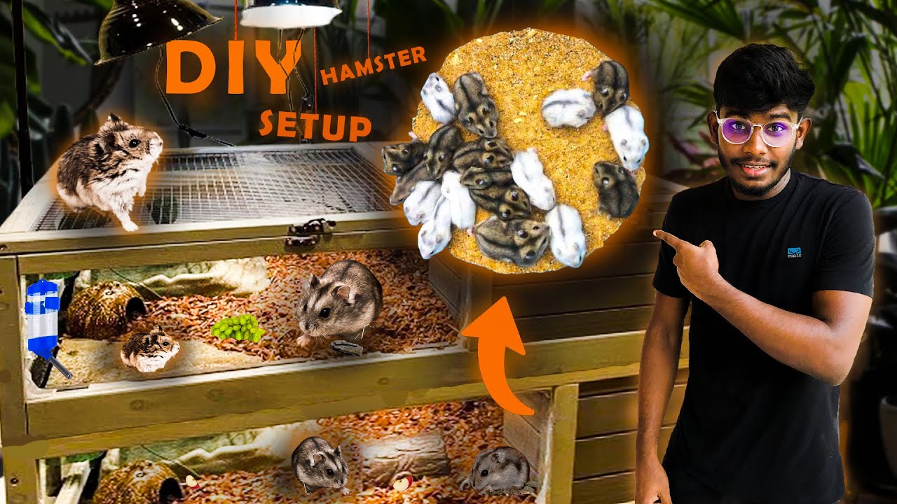 I built this  massive cage for my Hamster | Hamy ට තට්ටු දෙකක ගෙදරක් 🐹
