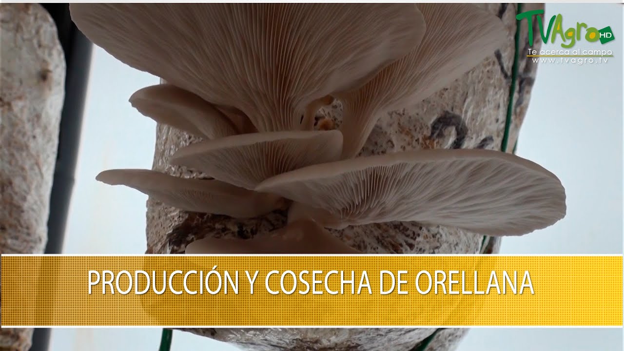 Produccion y Cosecha de Orellanas- TvAgro por Juan Gonzalo Angel Restrepo