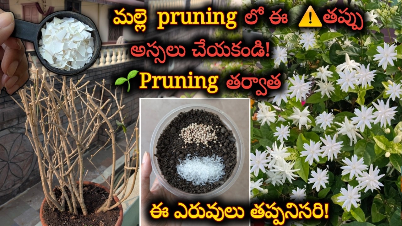 ఫిబ్రవరిలో మల్లె మొక్కకు pruning చేసి ఈ fertilizer ఇవ్వండి | Jasmine Pruning & Fertilizer Telugu 