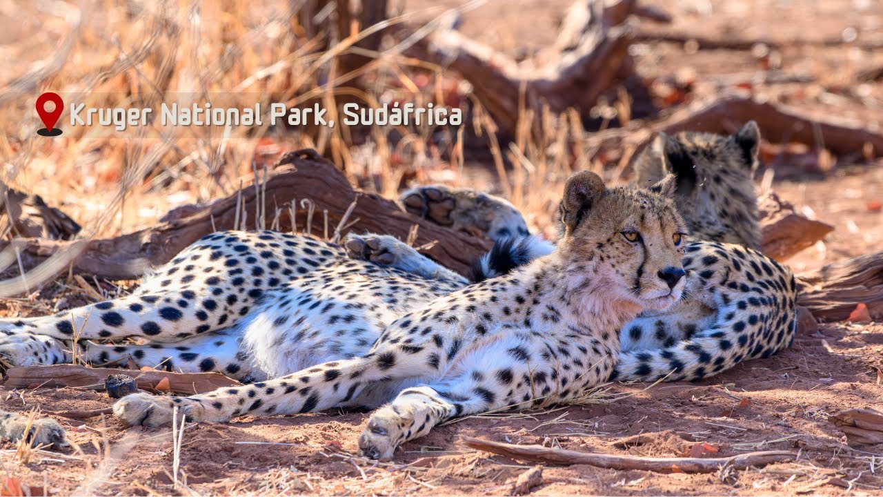 Regreso a KRUGER: El parque donde nos enamoramos de ÁFRICA I EP6