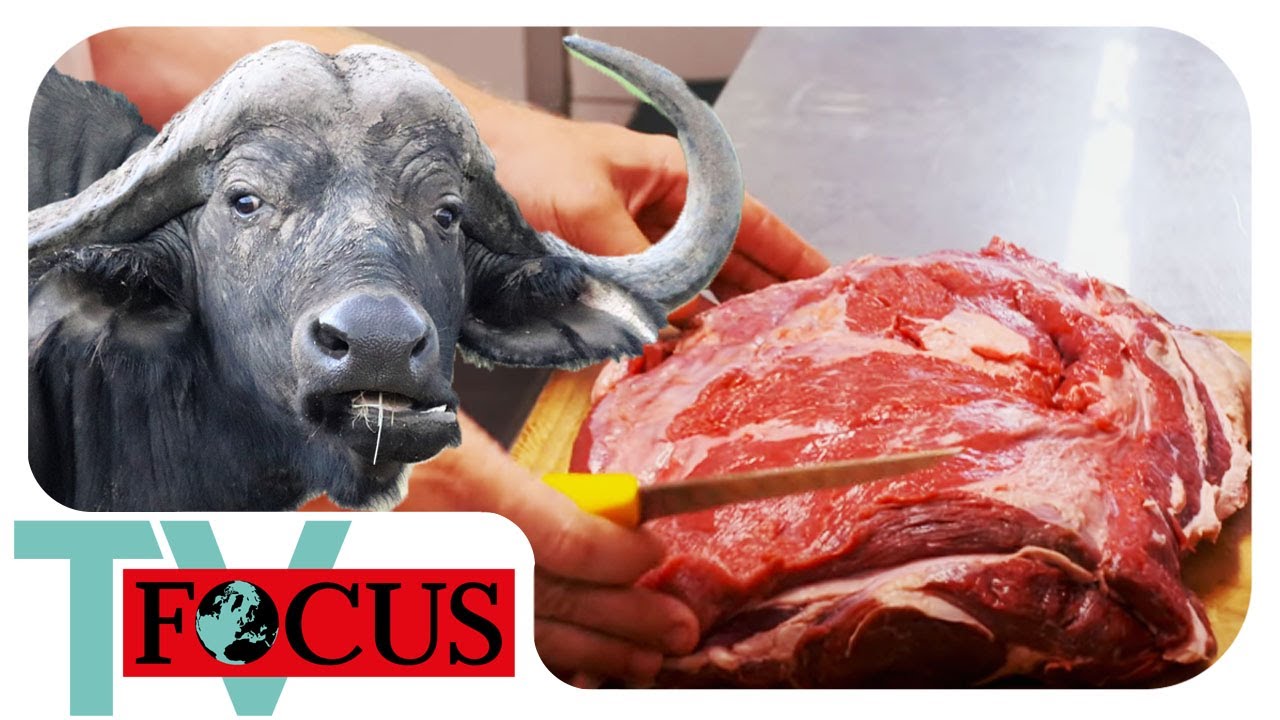 Büffel in Bayern: Was macht Büffel so besonders? | Focus TV Reportage