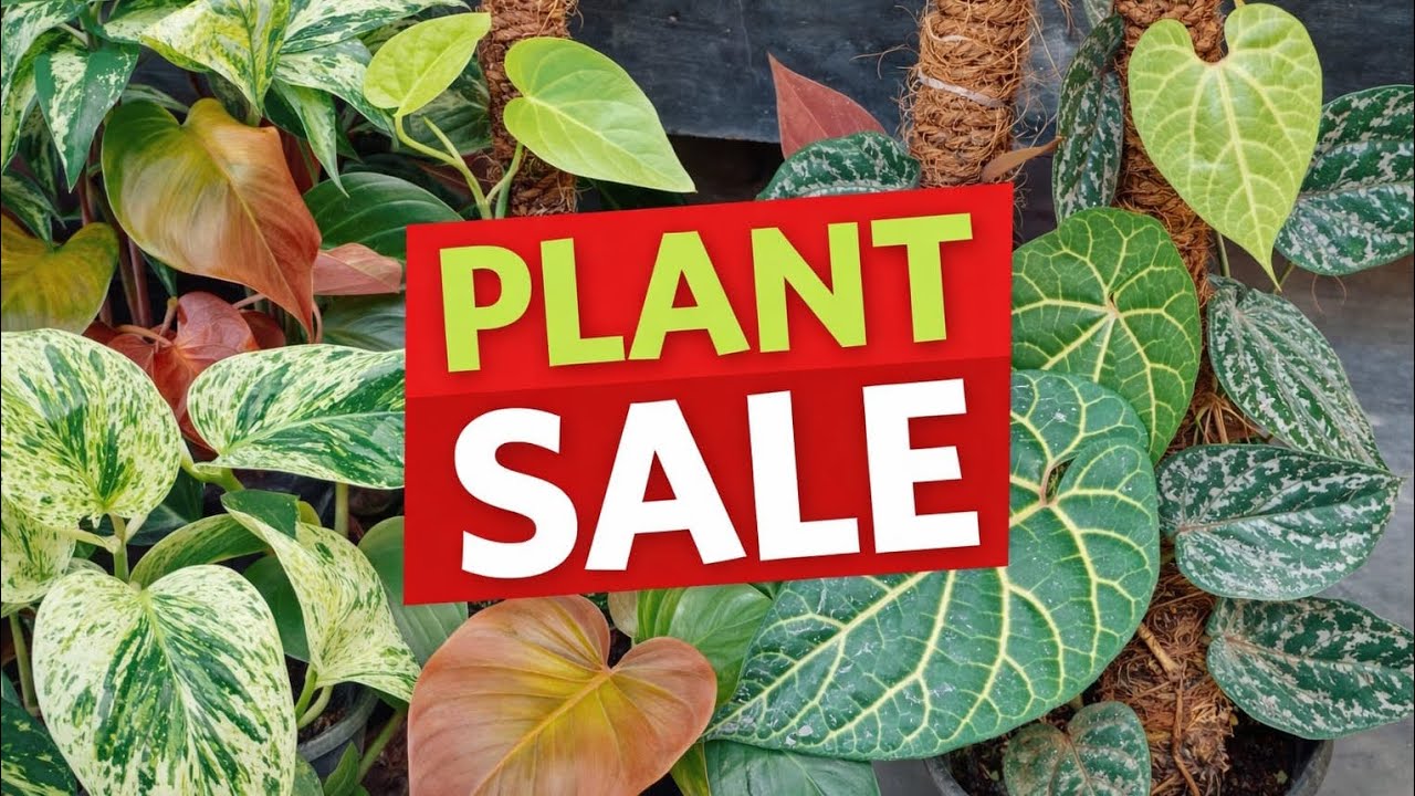 මගේ 11 වැනි plant sale එක බලන්න එන්න ❤️
