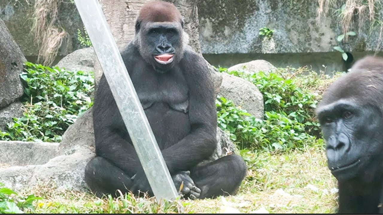 Tayari與Iriki催促姊姊投食的怪表情Tayari and Iriki pulling funny faces to rush keeper to feed them