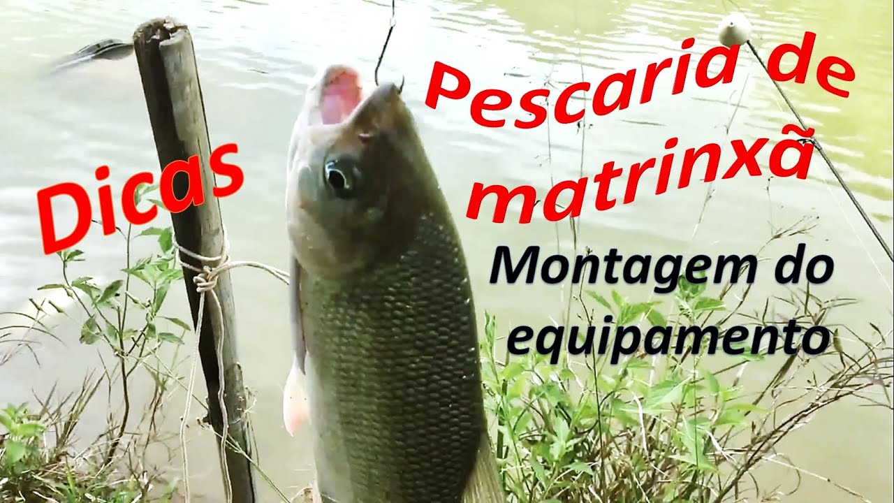 Pescaria de matrinxã, acessórios, dicas e montagem do equipamento