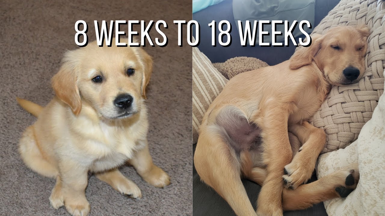 Life With A Golden Retriever | Puppy From 8 Weeks To 18 Weeks