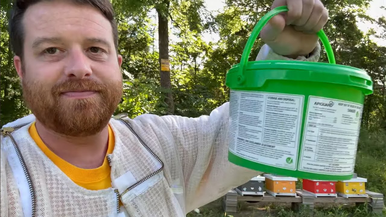 Applying Apiguard and Treating for Mites