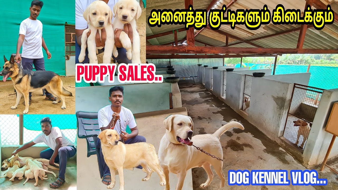 8000 முதல் அனைத்து வகை குட்டிகளும் கிடைக்கும்-  Dog Sales ,Puppy Sales | Low Price | Kennel vlog |
