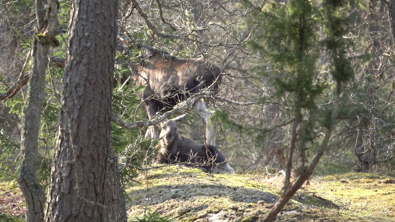 &Auml;lg i Erstavik