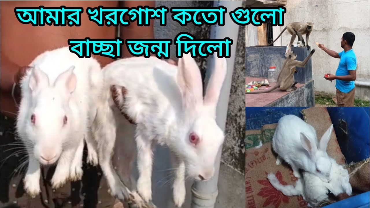 আমার খরগোশ কতগুলো বাচ্ছা জন্ম দিলো #rabbit #rabbits #rabbitfarming #rabbitfram #minivlog #dailylife 