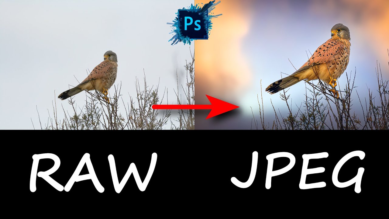 Cómo mejorar fotos de aves recorte sin pérdida en Camera Raw y Photoshop