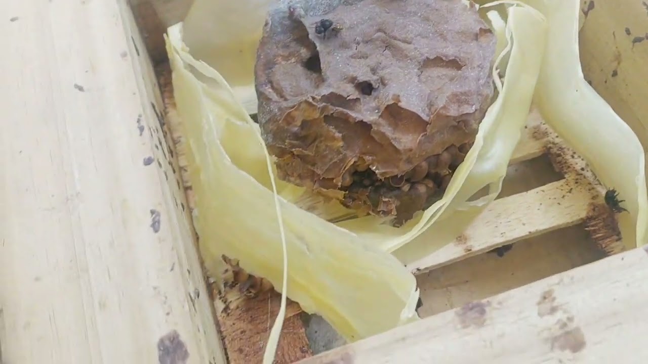 Um perigo. Larva de mosca soldado