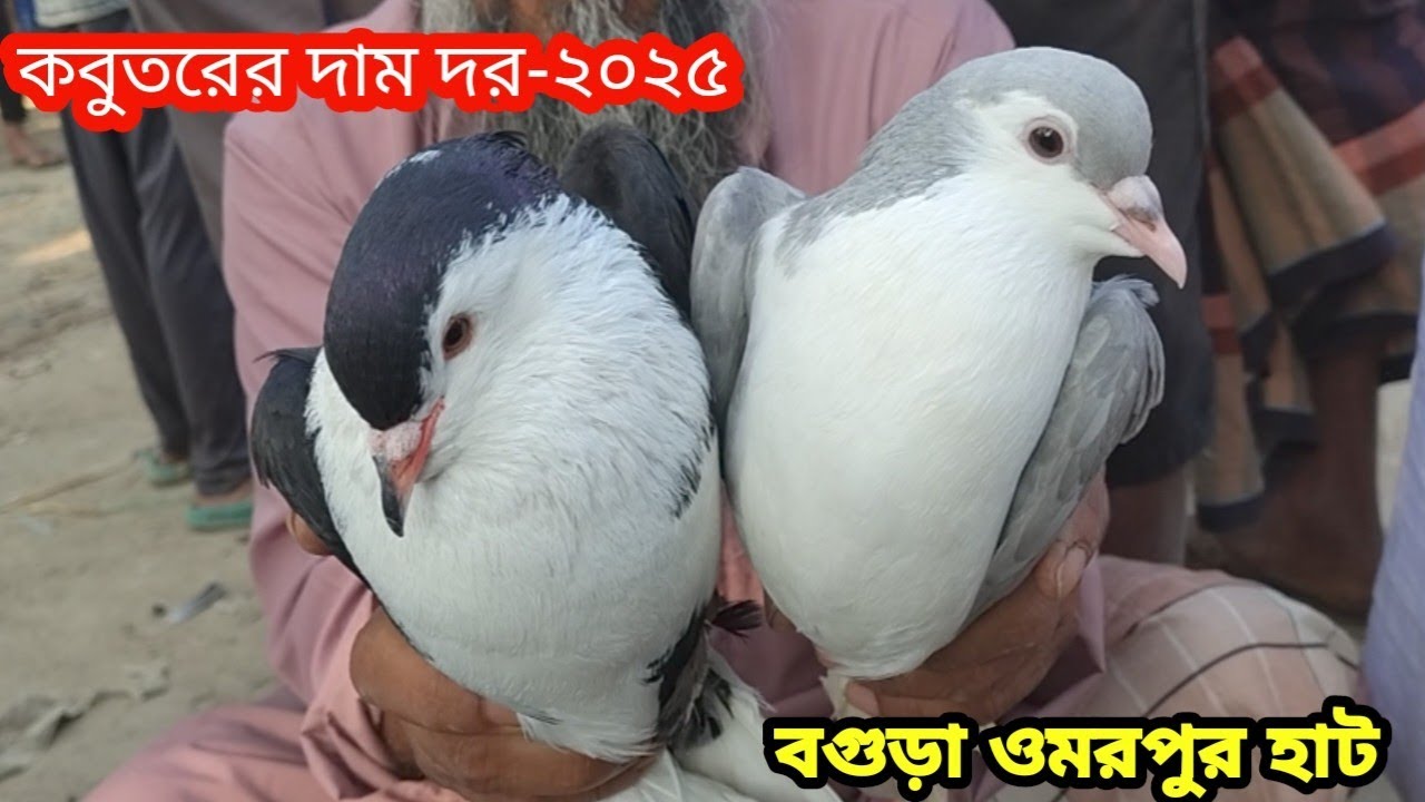 কবুতরের দাম দর জানুন||ওমরপুর হাট বগুড়া||কবুতরের দাম দর-২০২৫||Pegion price bd-2025||