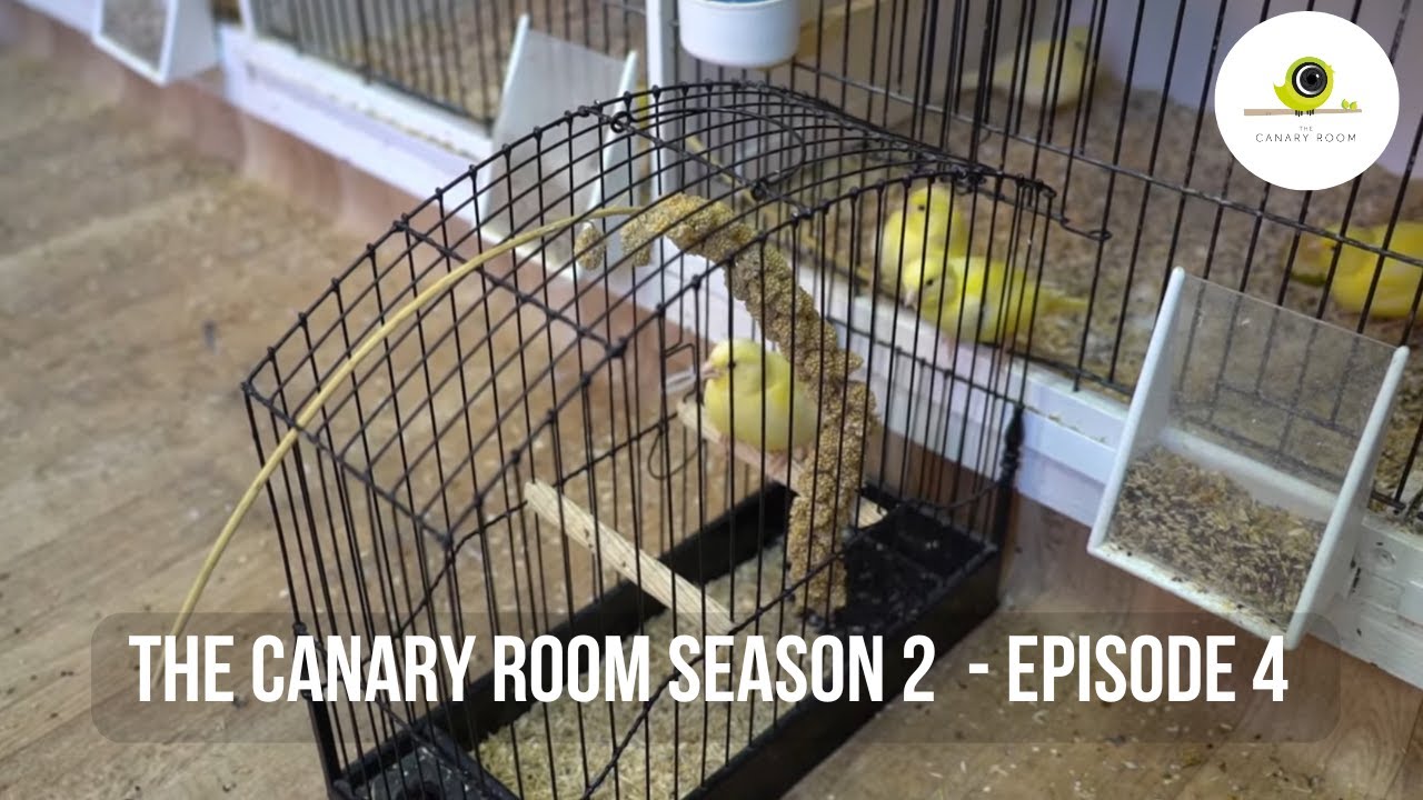 The Canary Room Season 2 - EPISODE 4