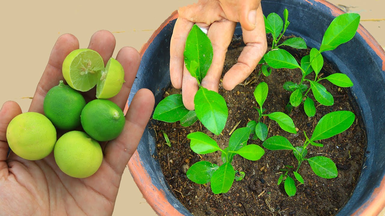 اسرع طريقة لزراعة شجرة ليمون من البذور🍋زى المشاتل وهيكون عندك مئات من اشجار الليمون ببلاش