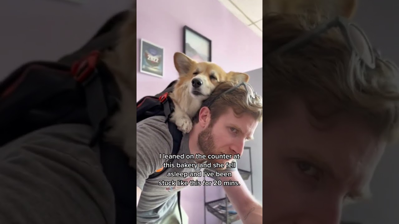 My corgi ALWAYS falls asleep on my head and now I can't move HELP #corgi #shorts