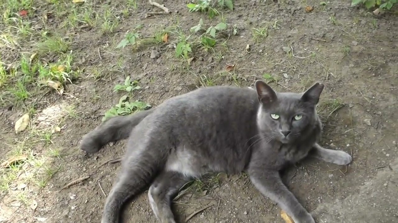 【猫動画】　猫ちゃん会議 #猫  #地域猫  #野良猫