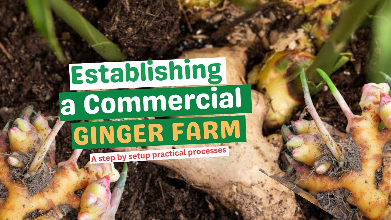 COMMERCIAL GINGER FIELD ESTABLISHMENT