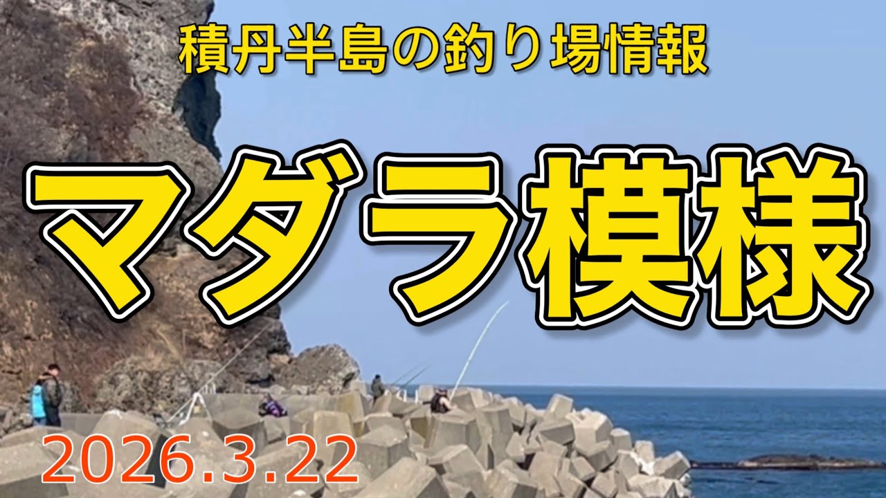 マダラ模様【積丹半島の釣り場情報　2026.3.22】