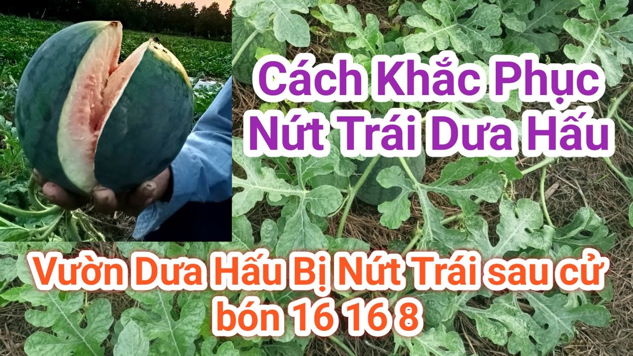 Cách khắc phục Nứt Trái Dưa Hấu | Vườn Dưa Hấu bị nứt trái sau cữ phân 16 16 8 | Phần 1 #DưaHấu