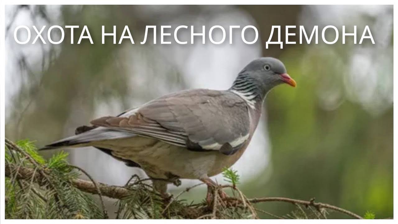Охота на Вяхиря 2025г! #охотавроссии 