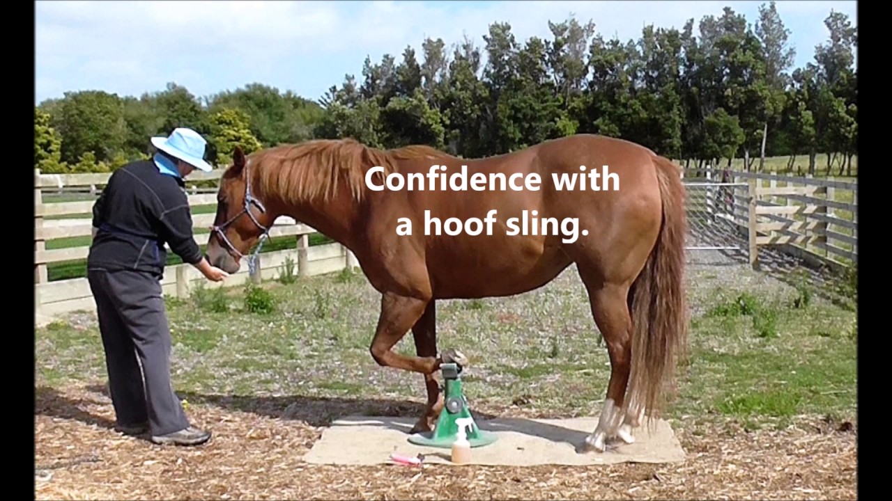 #92 HorseGym with Boots HOOF STAND CONFIDENCE