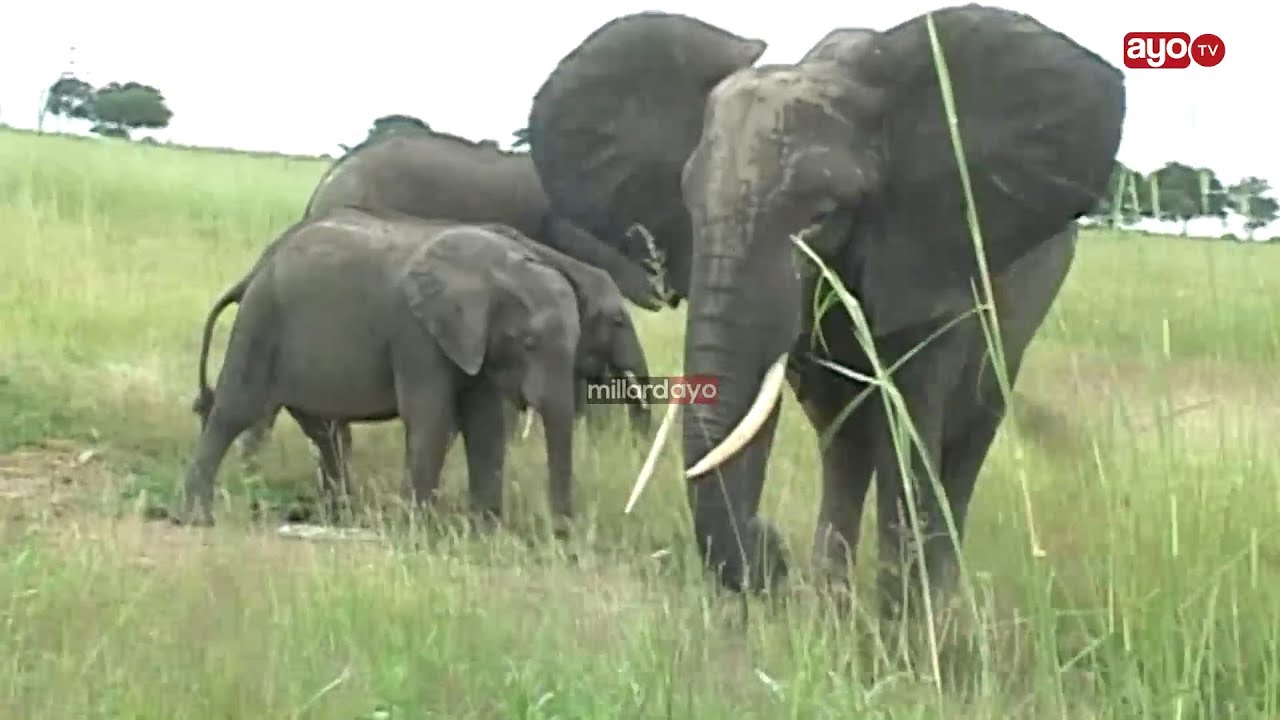 VIDEO: DC NA MBUNGE MVOMERO WACHARUKA 