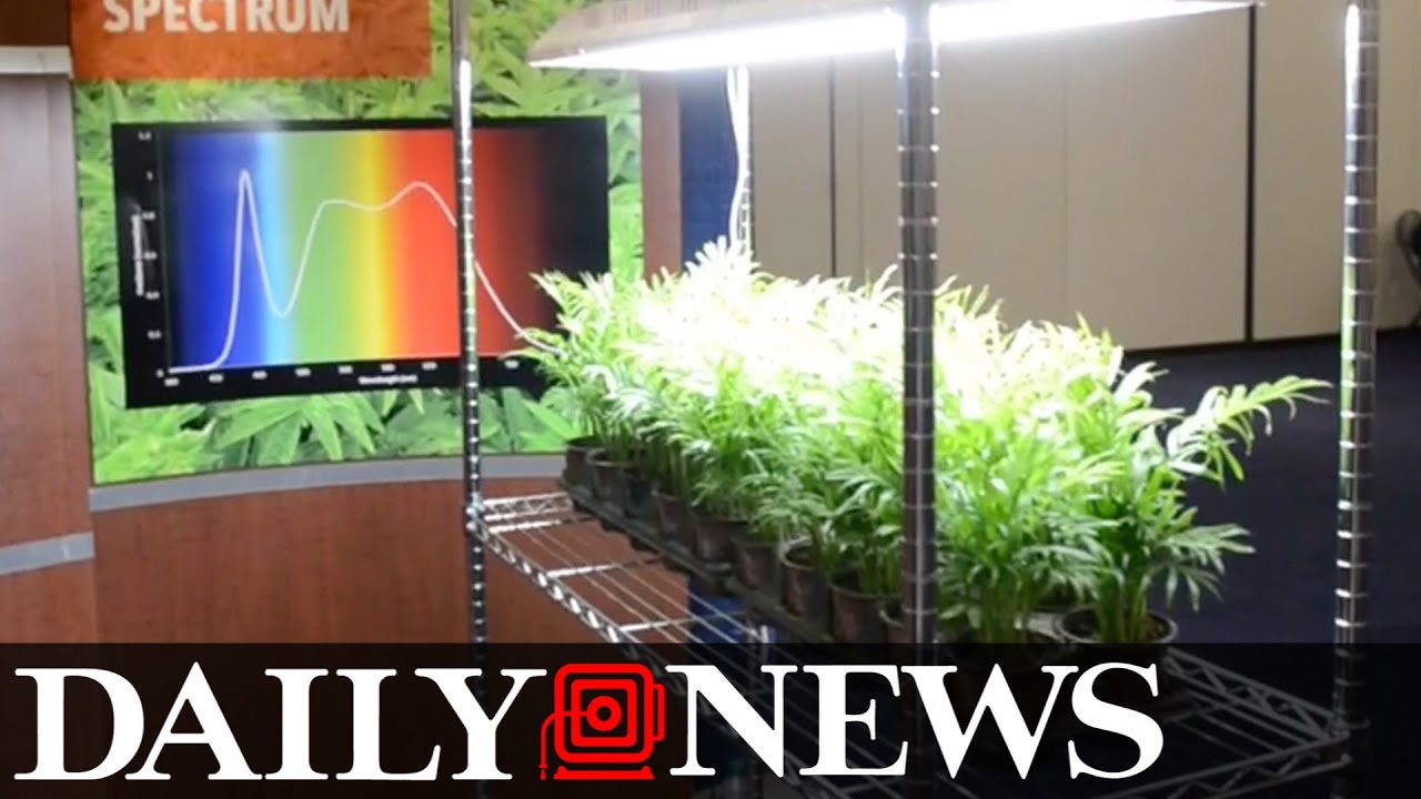 Cannabis World Congress & Business Exposition