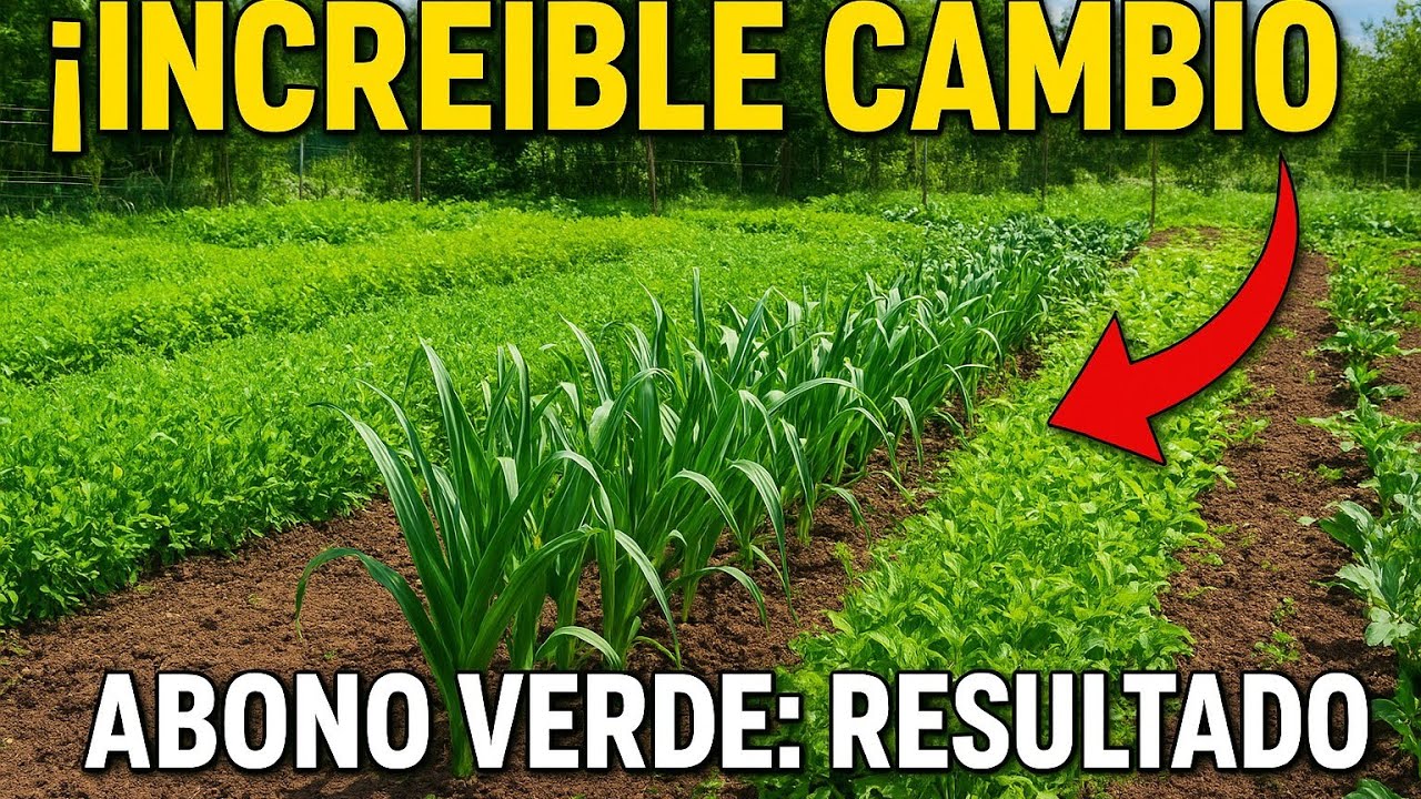 Así va mi HUERTO con ABONO VERDE 🌱 | ¡Los AJOS ELEFANTE están INCREÍBLES!