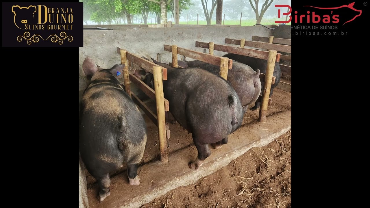 Produção de Suínos Gourmet Granja Duino Minas Gerais