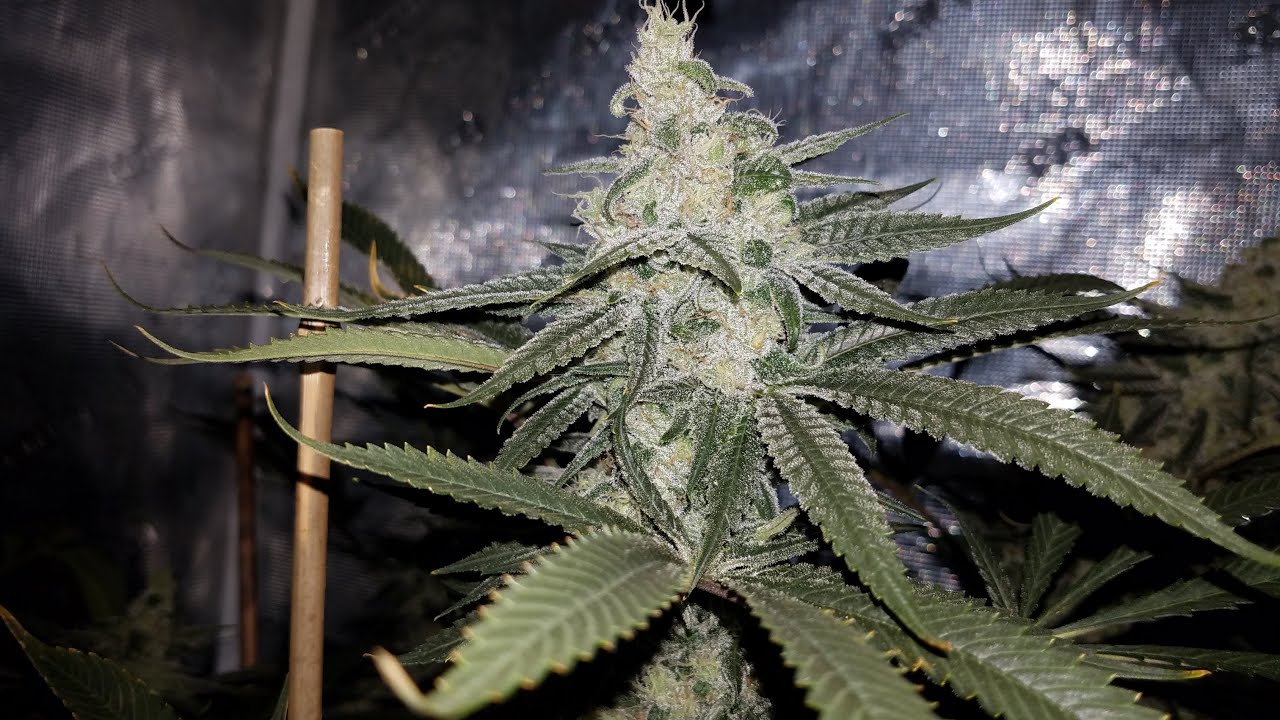 Mars Hydro FC E4800 Grow - Day 42 of Flower - Putting on Some Weight