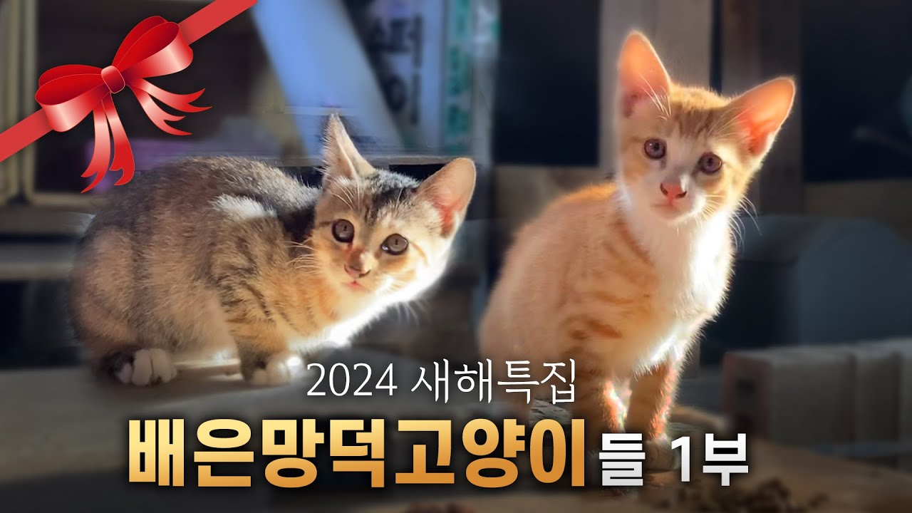 [1부] 배은망덕고양이들 요약 몰아보기 - 어미고양이 배은이의 임신과 출산, 새끼고양이들 구조와 순화