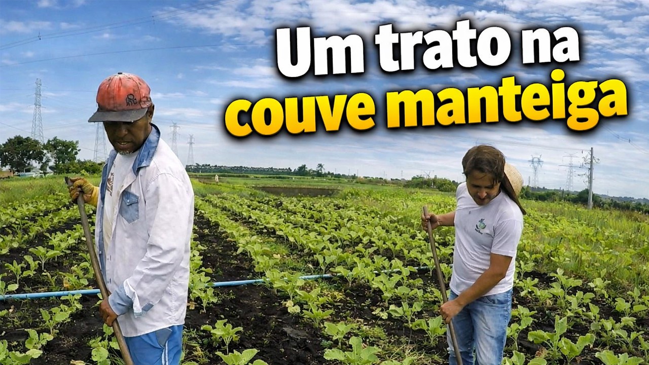 TRABALHO NA RO&Ccedil;A OS CUIDADOS COM A COUVE MANTEIGA