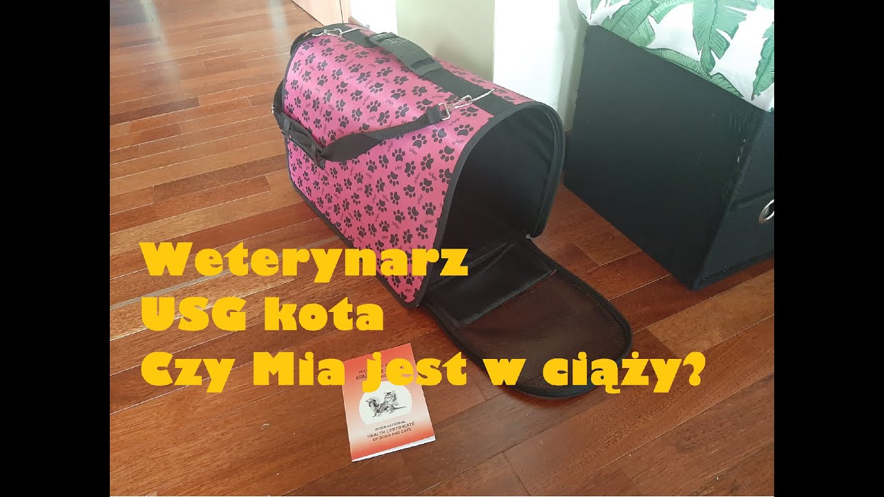 Wizyta u weterynarza i USG kota. Czy Mia jest w ciąży?