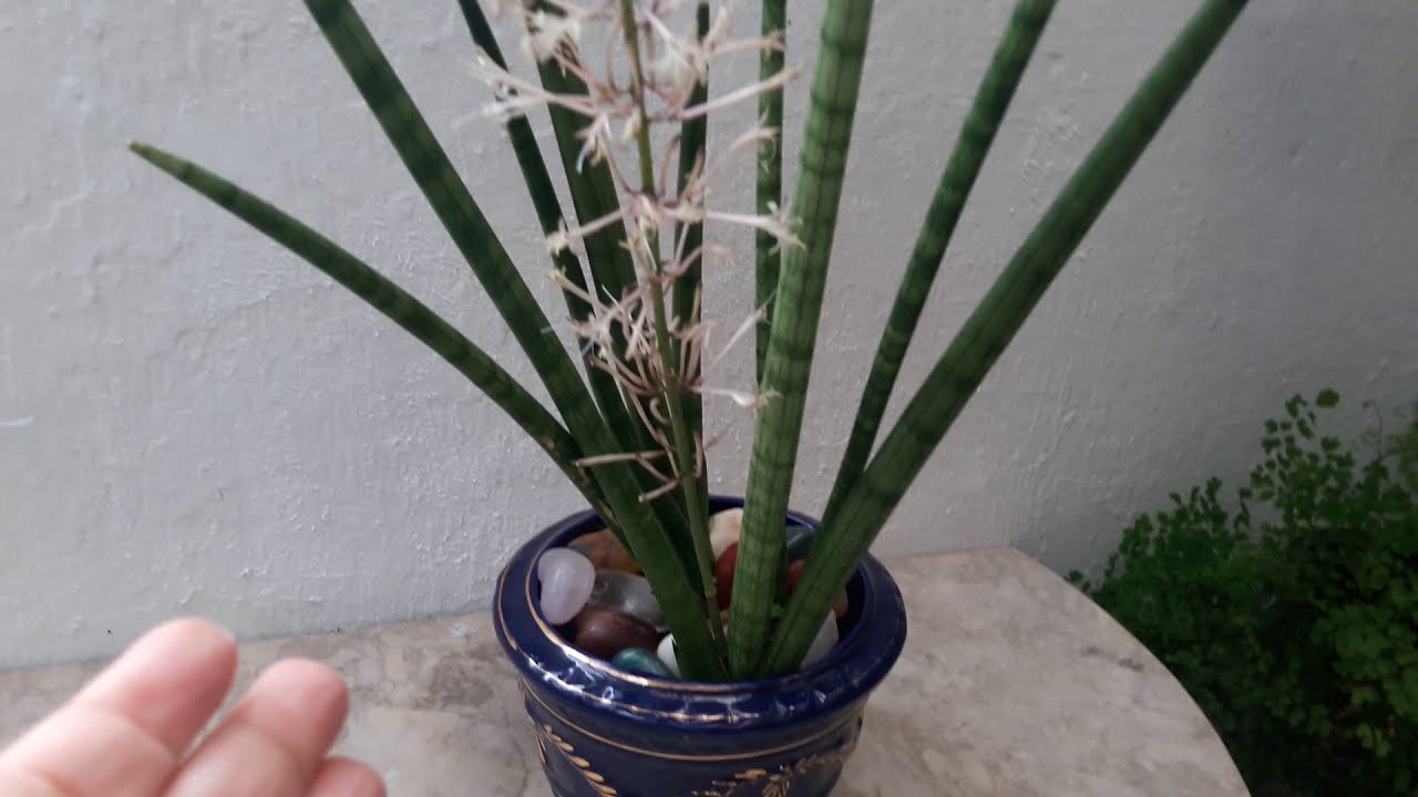 LANÇA DE SÃO JORGE E SUA DELICADA FLORAÇÃO - SANSEVIERIA CYLINDRICA