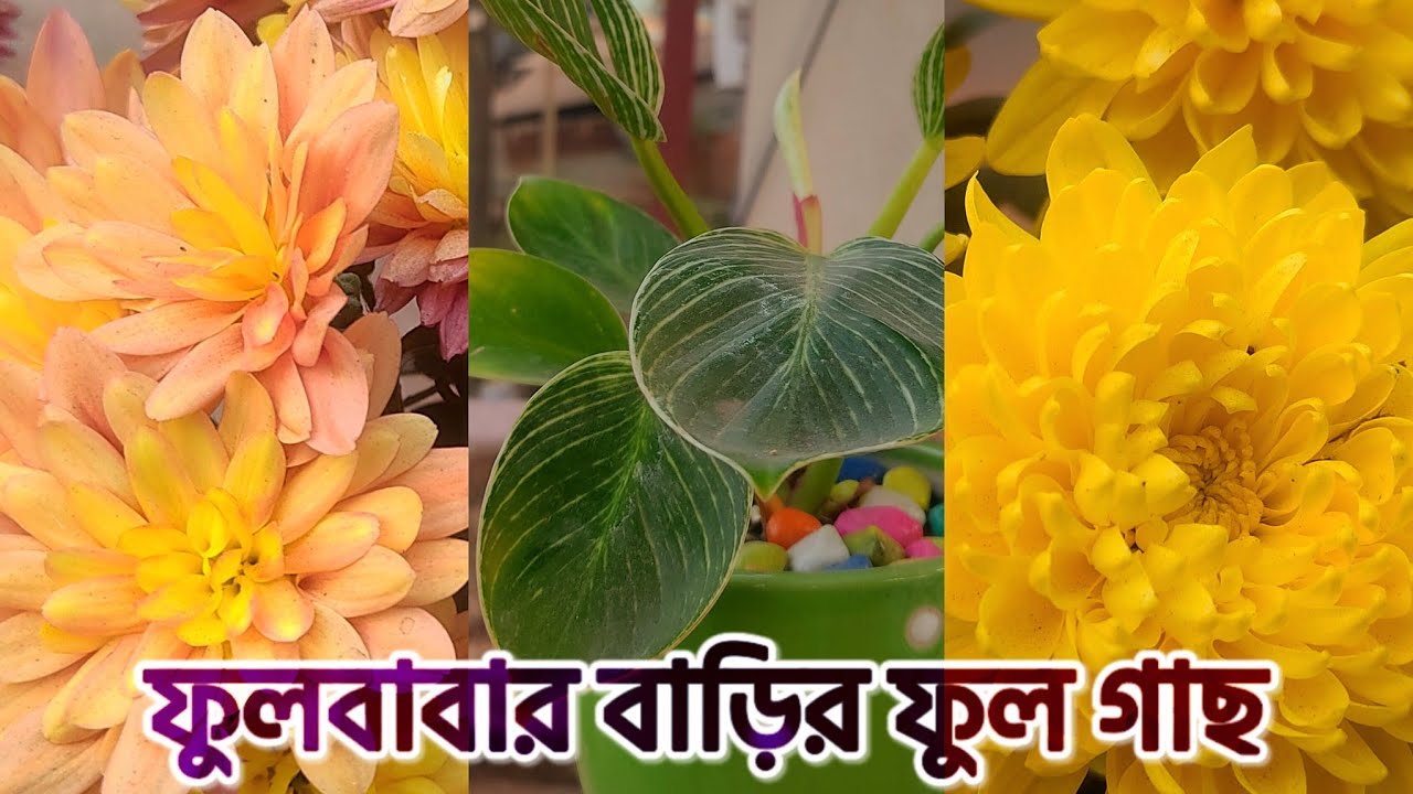 ফুলবাবার বাড়ির ফুল গাছ 💐 | Beautiful flowers are blooming at Fulbaba's house 💐