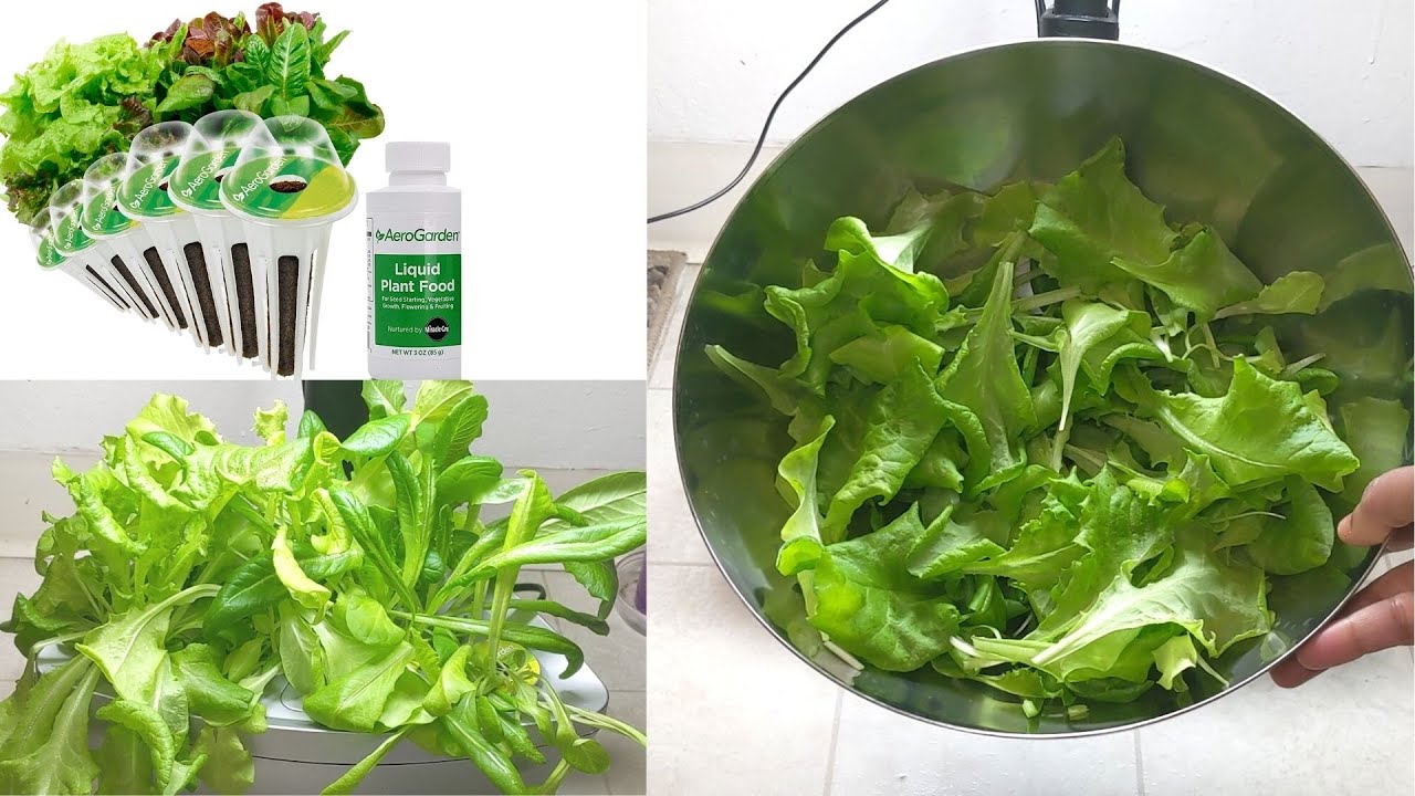 AeroGarden #1 | Seed To Harvest - 6 Different Heirloom Salad Greens | Link in Description