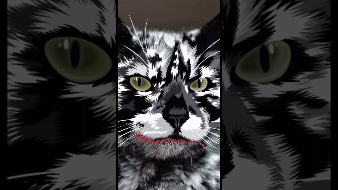 Episode 42 ❤️ ✨ Meet Scrappy — a cat with a unique coat!