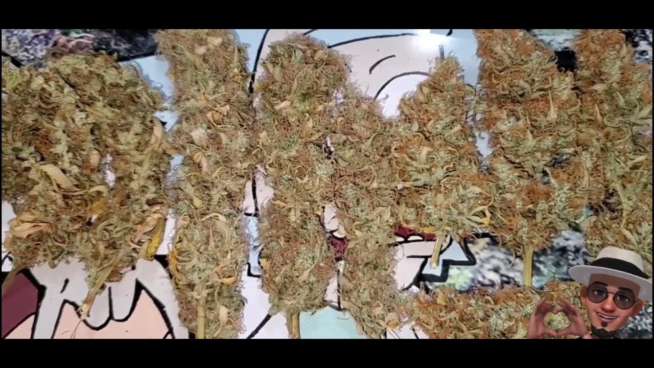 Pineapple Auto🍍, Different Flavors and Highnesses 😁💨🤘 ( TV420 📺 )