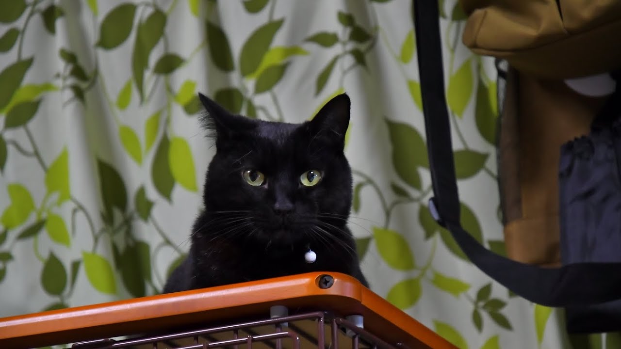 猫　　#ネコ　#ねこ　#黒猫 #猫動画  #猫のいる暮らし 