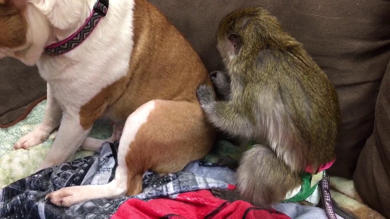 Monkey grooming a dog!