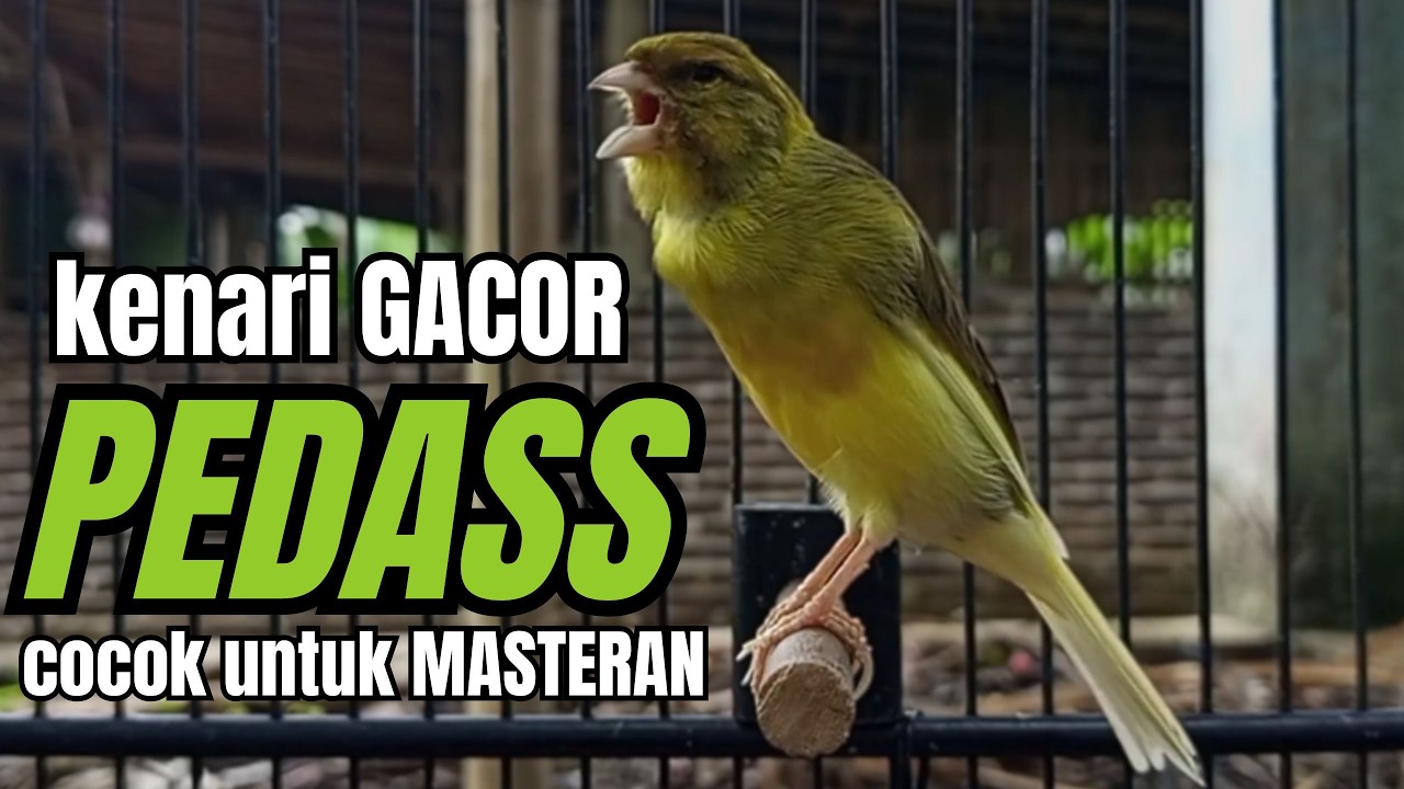 Masteran KENARI GACOR ngeroll panjang,Cuit Cuit Emosi AMPUH bikin kenari nyaut ,Masteran MURAI BATU