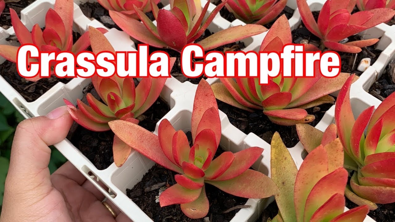Usapang Campfire! Tips & Propagation