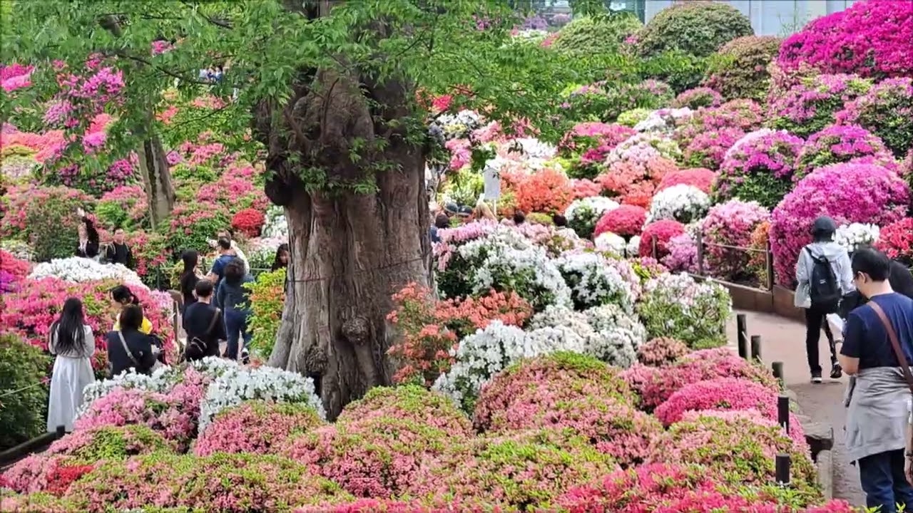 2025 4 24根津神社